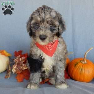 Bear (medium), Mini Sheepadoodle Puppy